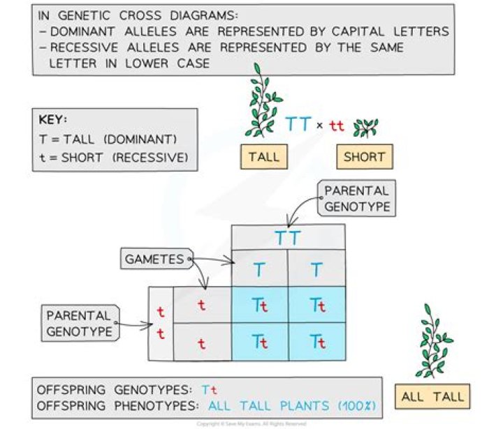 What is a genetic hypothesis