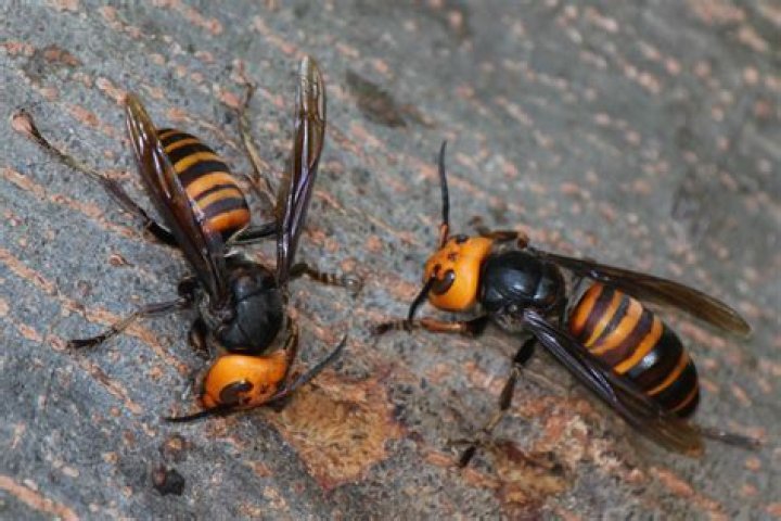 What is a giant wasp called