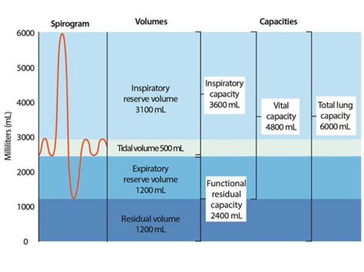 What is a normal lung volume