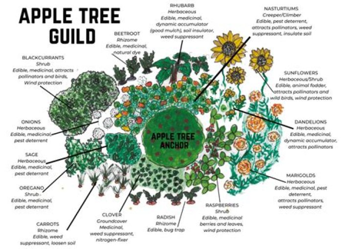 What is a Permaculture Guild