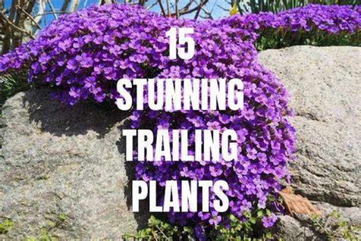 What is a trailing perennial