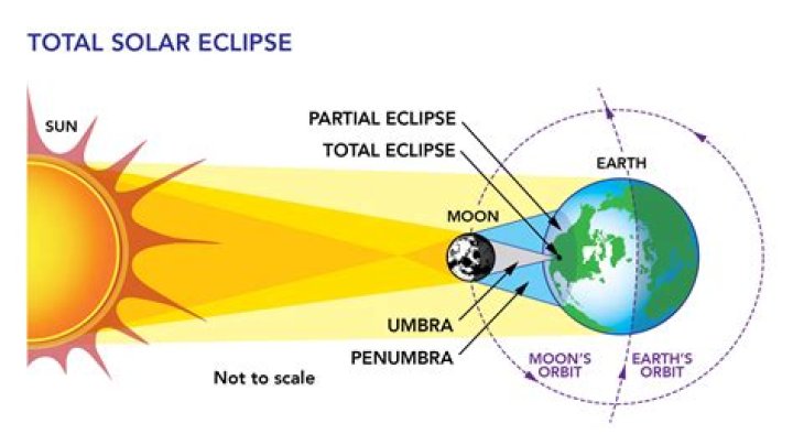What is an eclipse male duck