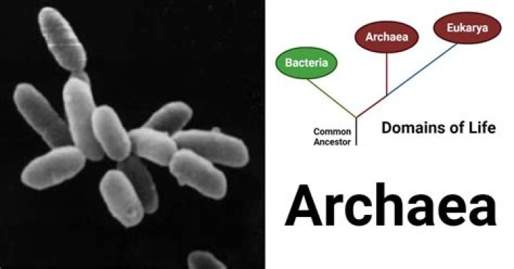 What is archaea feeding type