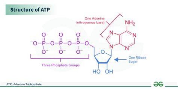 What is ATP in simple terms