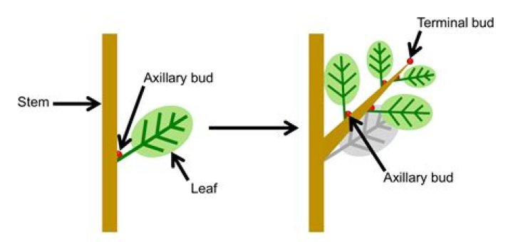 What is axillary bud in leaf