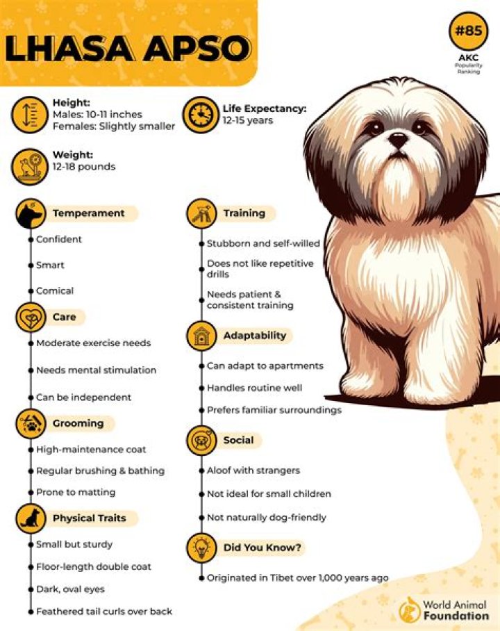 What is bad about Lhasa Apso