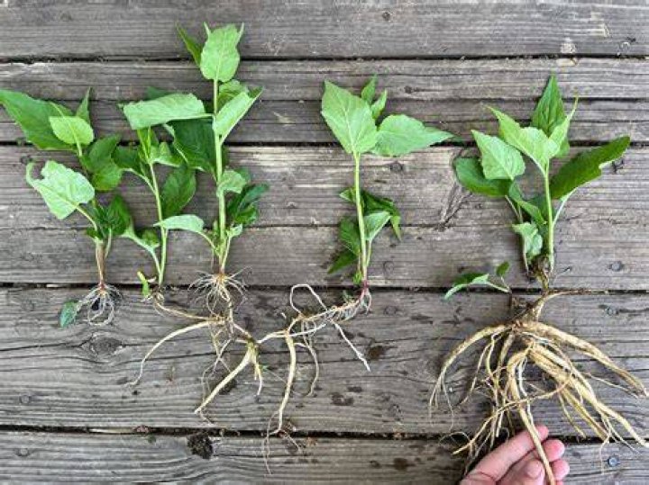 What is bellflower root good for