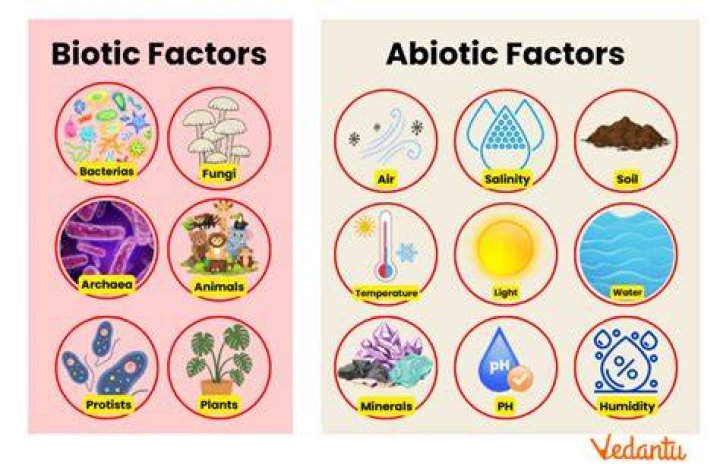 What is biotic short answer