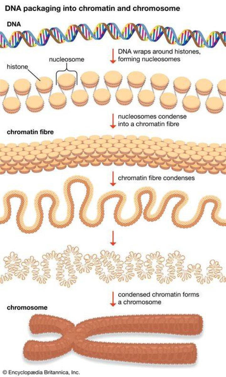 What is chromosome packaging