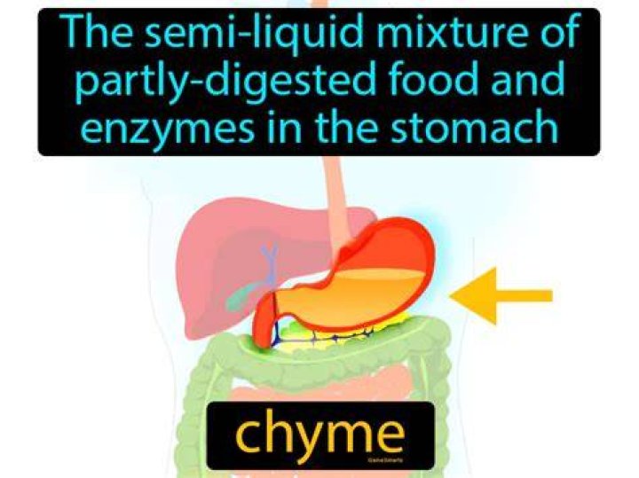 What is chyme released into