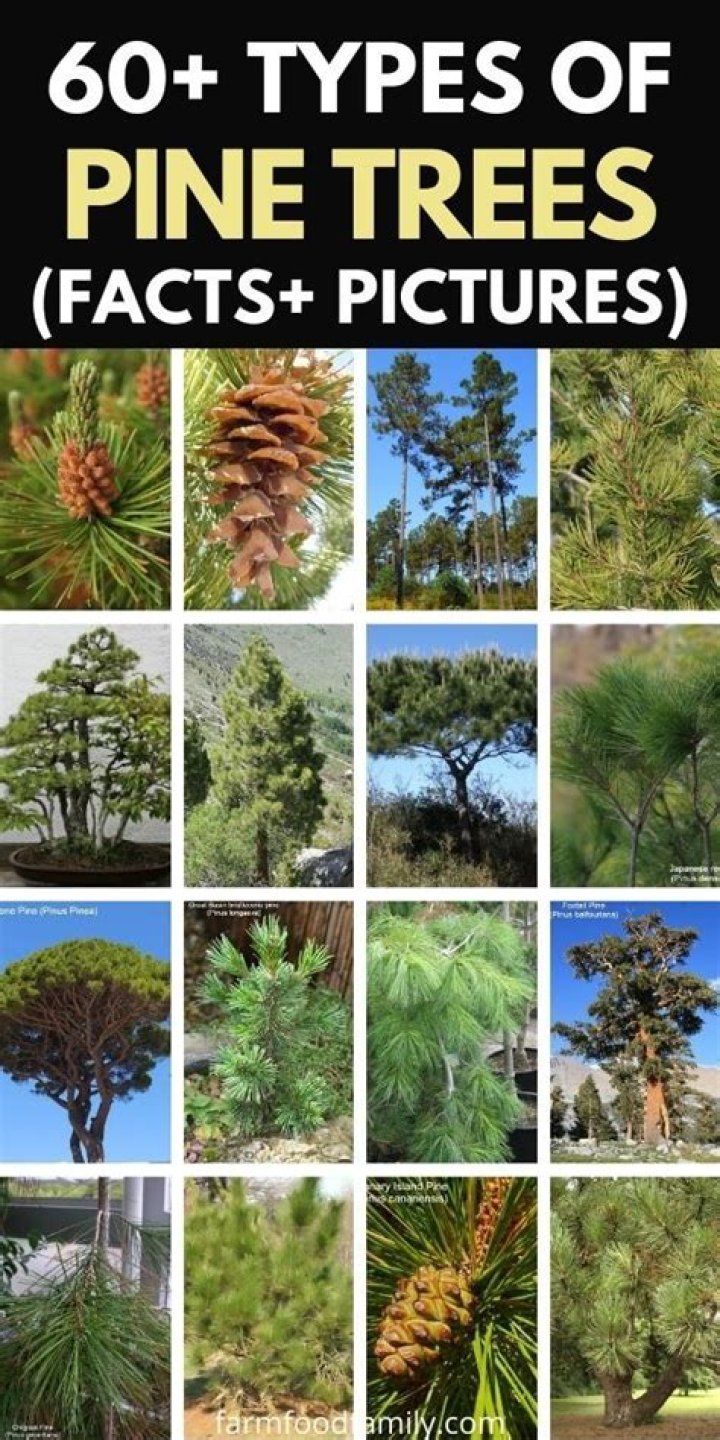 What is eating my pine trees