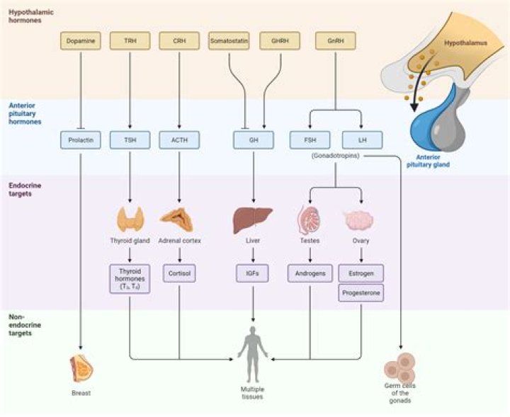 What is endocrine regulation