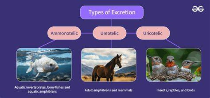 What is excretion in animals