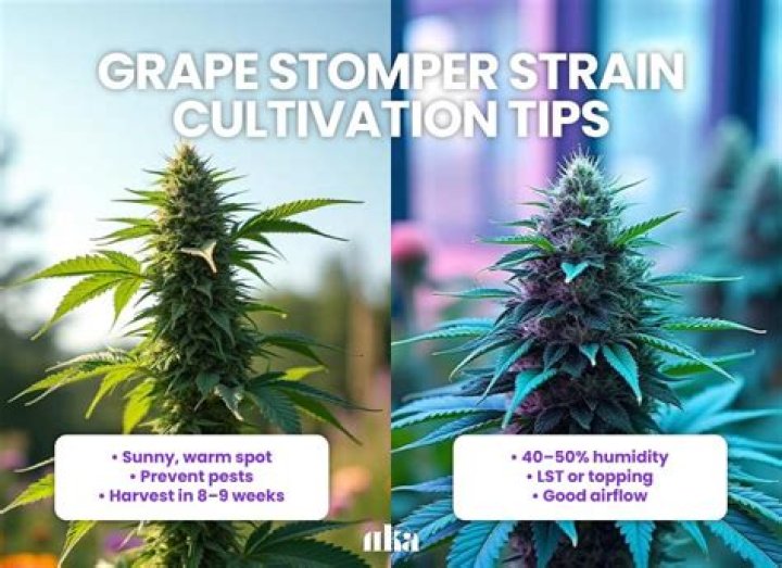 What is grape stomper strain