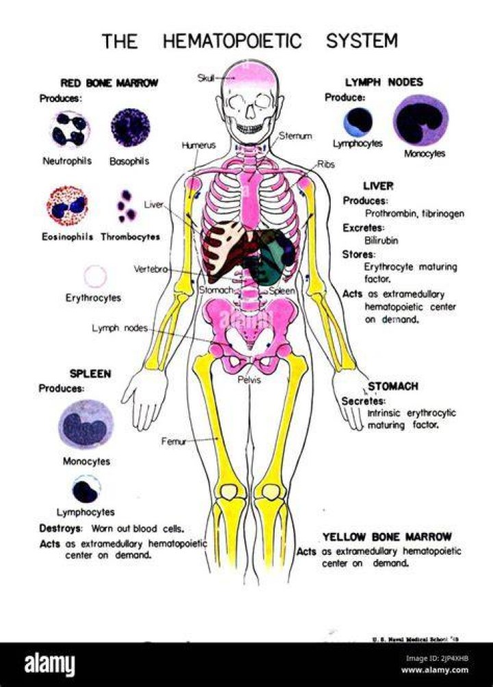 What is hematological system