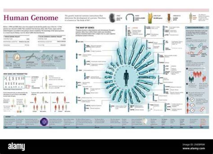 What is Human Genome Mapping