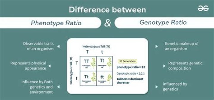 What is its phenotypic ratio