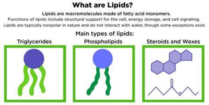 What is lipids and its types