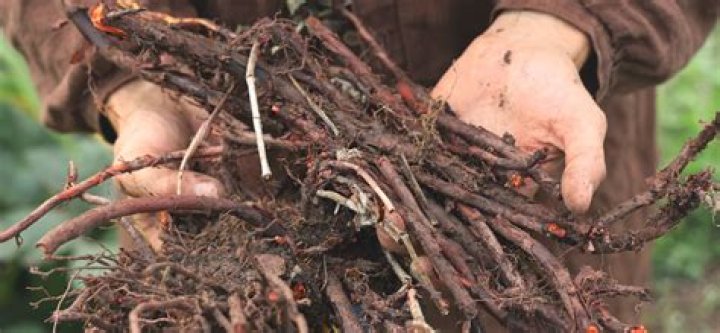 What is madder root used for