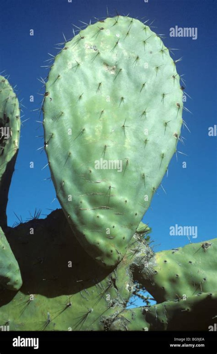 What is meant by spiny stem