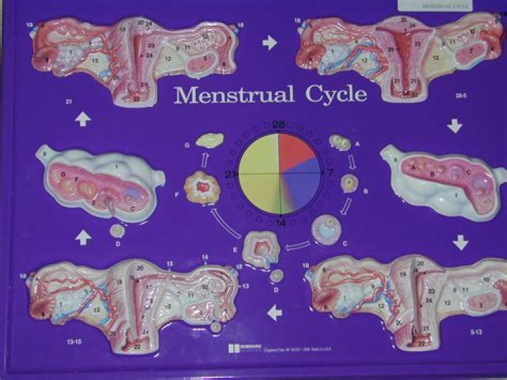 What is menstruation quizlet
