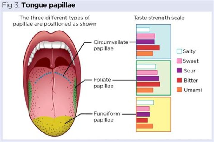 What is monomorphic papillae