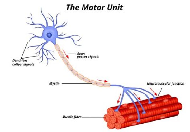 What is motor unit expansion