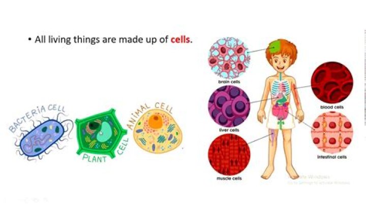 What is one thing made cells