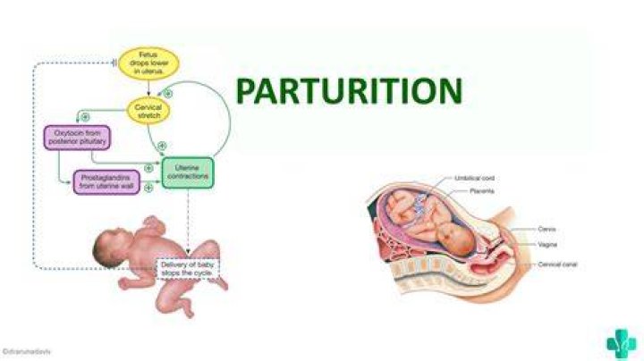 What is parturition explain