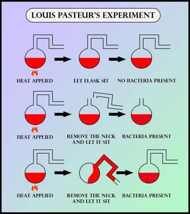 What is Pasteurs experiment