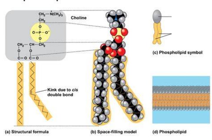 What is phospholipid quizlet