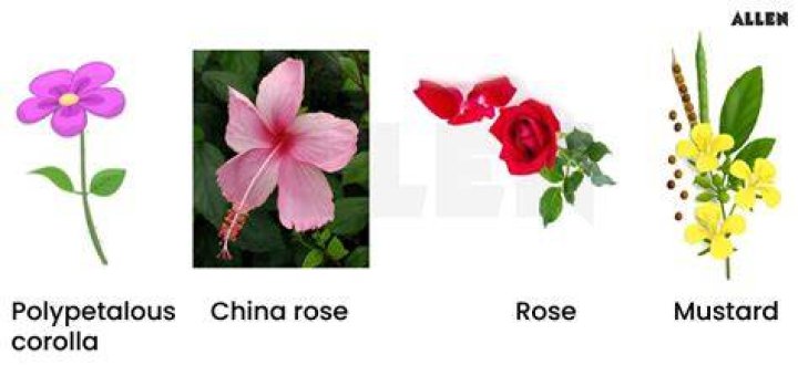 What is Polypetalous example
