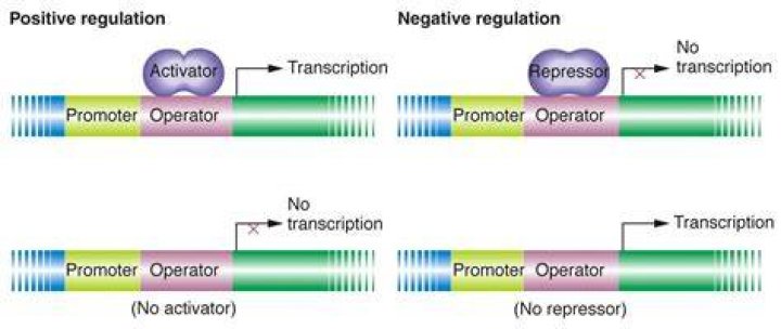 What is positive regulation