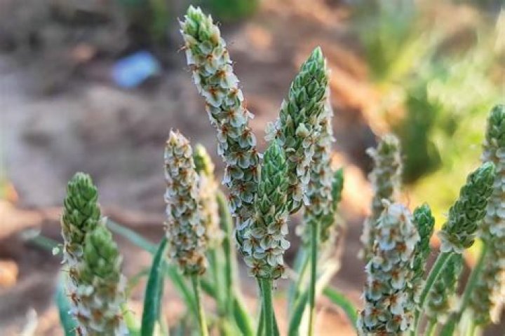 What is psyllium plant