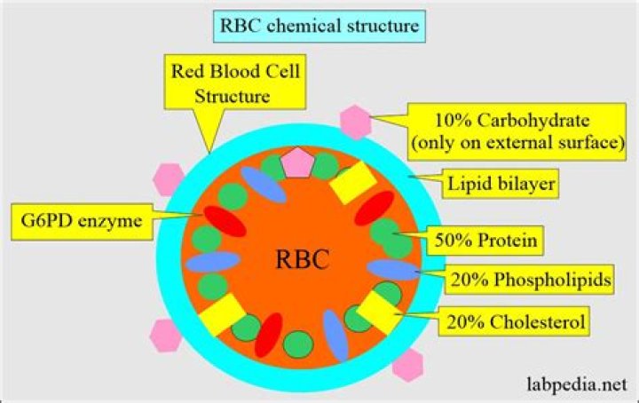 What is RBC and its function