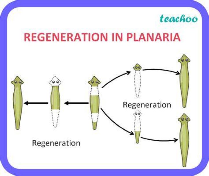 What is regeneration example