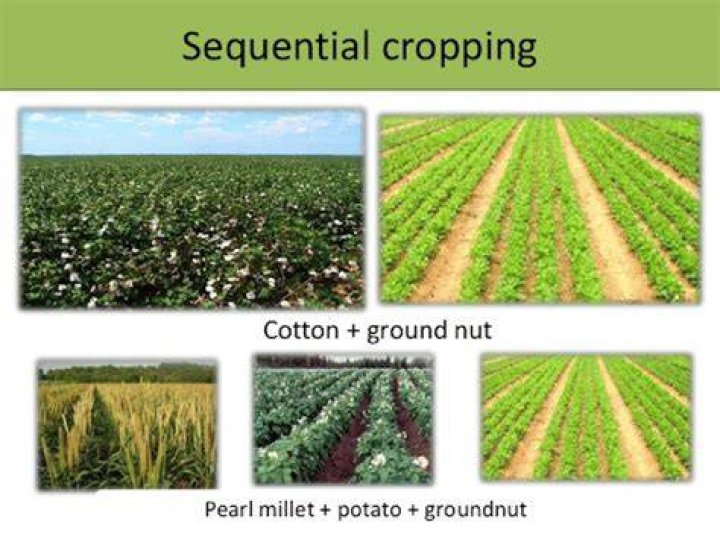 What is sequential cropping