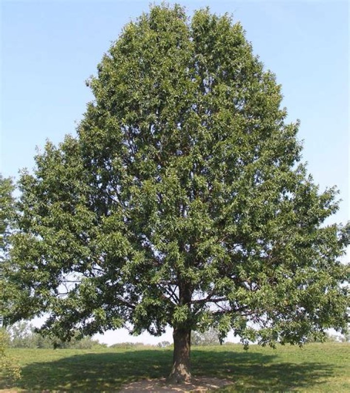 What is shingle oak used for