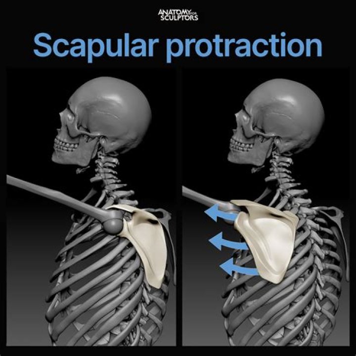 What is shoulder protraction