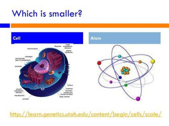 What is smaller cell or atom