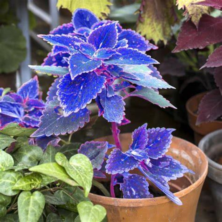 What is special about coleus