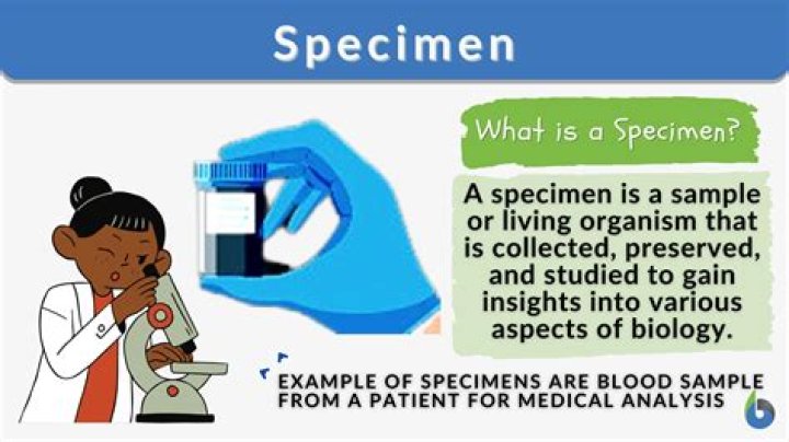 What is specimen description