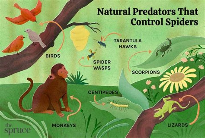 What is spider natural enemy