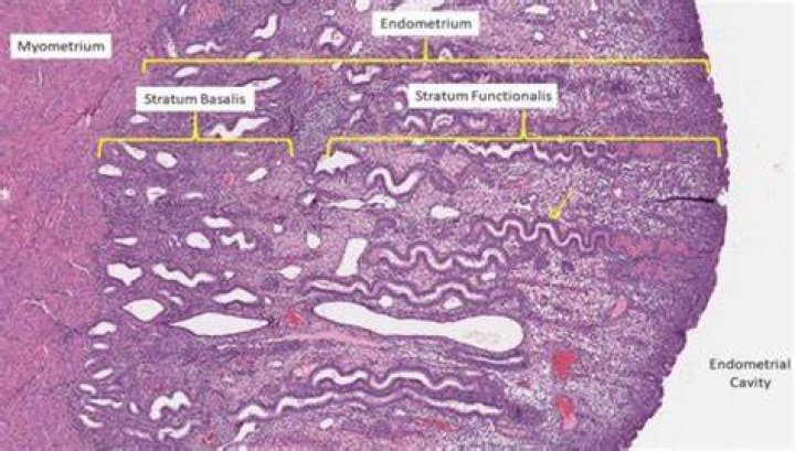 What is Stratum Functionalis