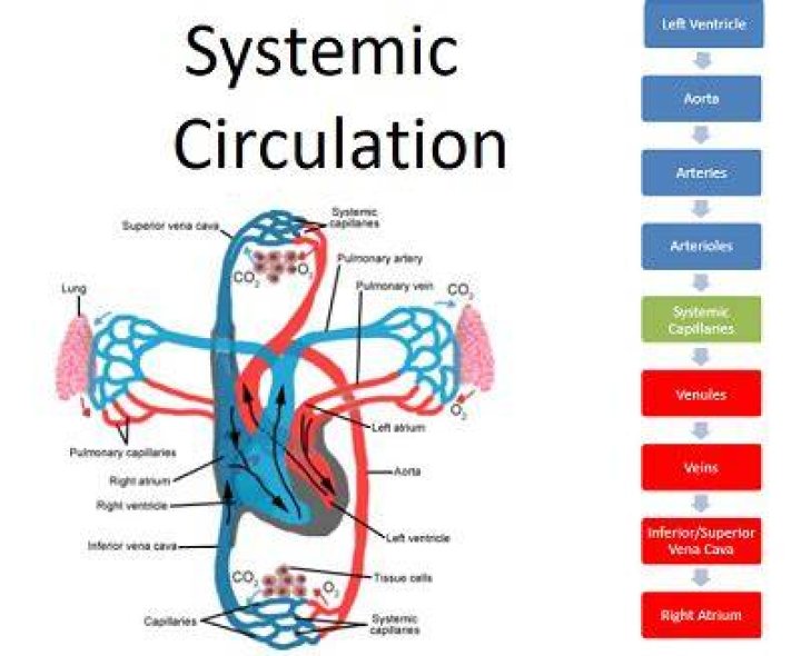 What is systemic circulation