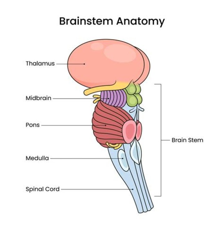 What is the brain stem like
