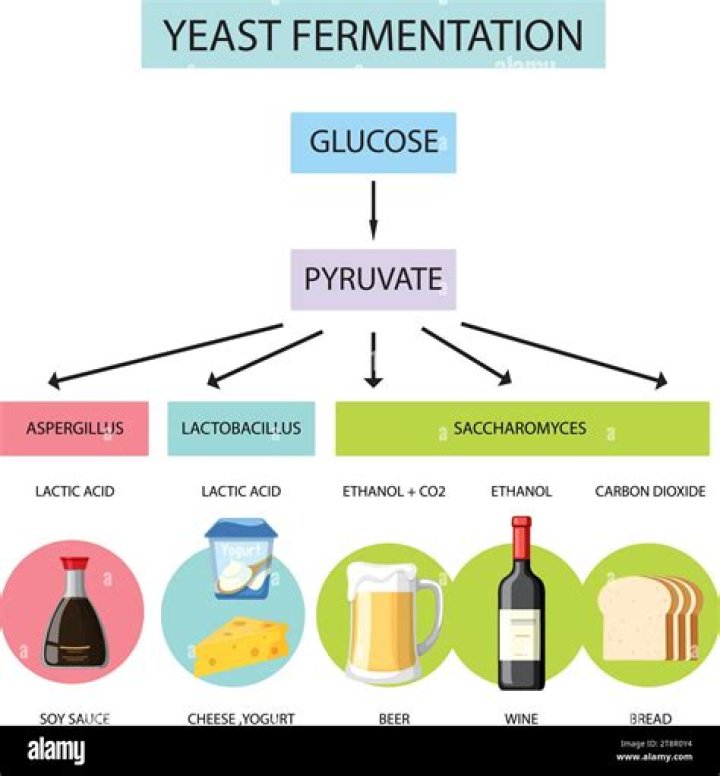 What is the fermentation reaction in making bread
