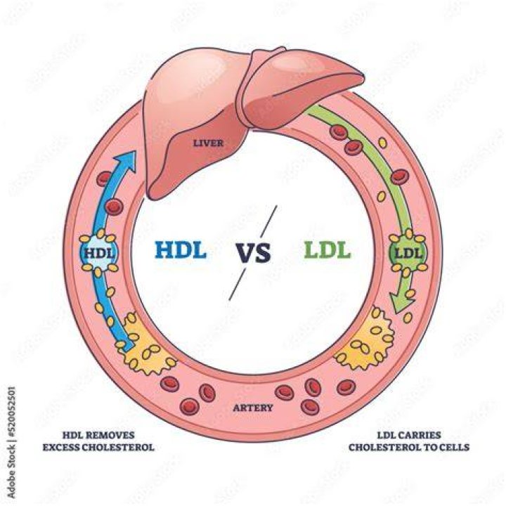 What is the function of LDL