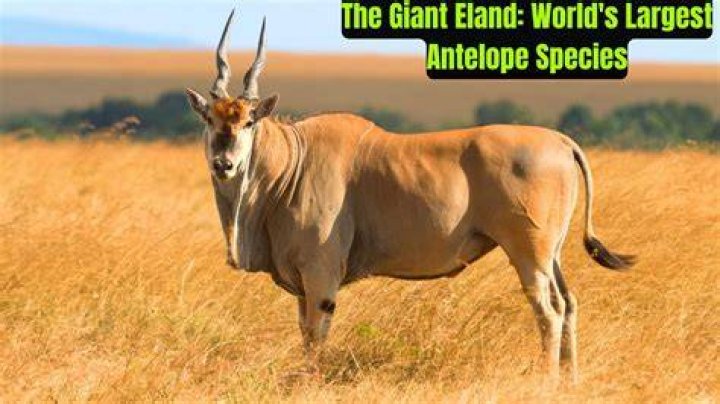What is the largest antelope