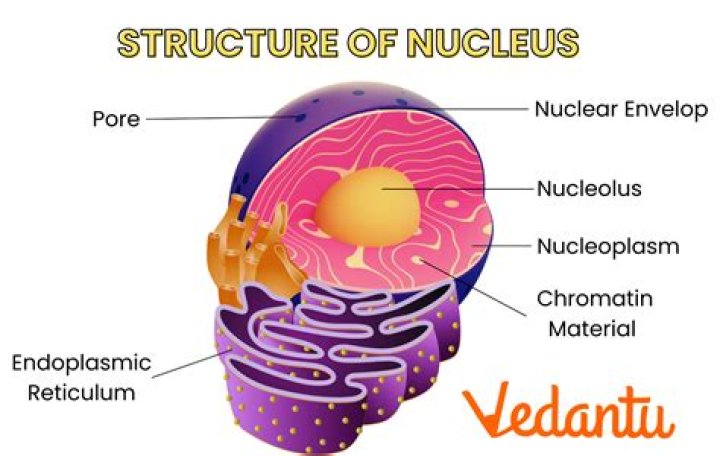 What is the lateral nucleus